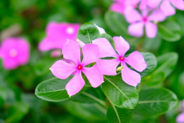 Panama Boquete - Sendero Culebra Hiking area - Pipeline Trail pink flower