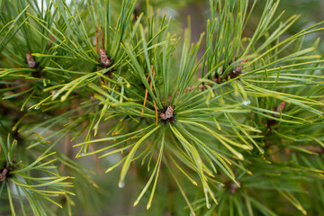 Sosna, igły sosny zimą, sosnowy las. gałęzie sosen © Follow the Sun