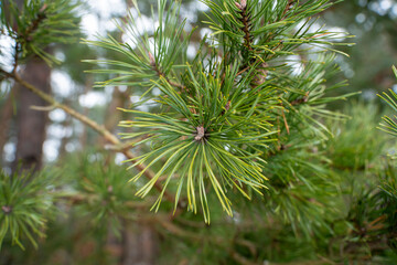 Sosna, igły sosny zimą, sosnowy las. gałęzie sosen © Follow the Sun