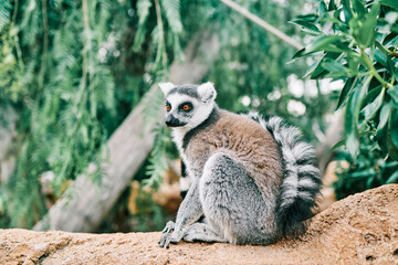 portrait of a specimen of Lemur catta animal in danger of extinction