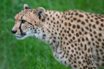 Cheetah amongst the greenery