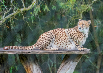 Cheetah lying down on wooden platform