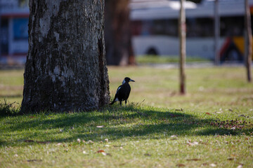 Australian magpie bird perched in front of a tree outdoors in the city of Adelaide