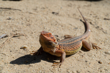 bearded dragon on ground with blur background