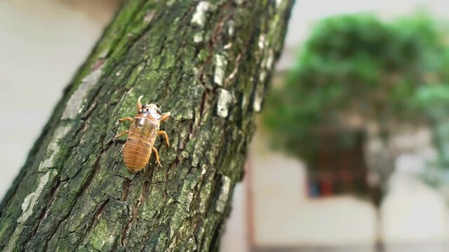 A brown cicada crawling on the trunk in hot summer
