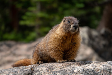 Wild marmot at Rocky Mountain National Park
