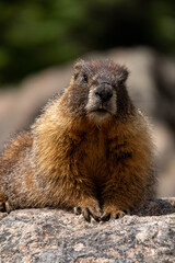 Wild marmot at Rocky Mountain National Park