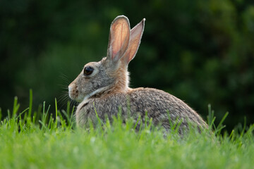 Fototapeta premium Wild rabbit in green grass, shallow depth of field
