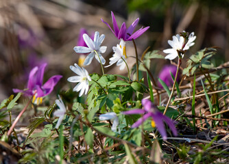 spring crocus flowers