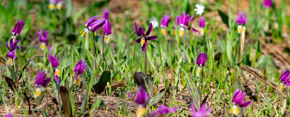 purple crocus flowers