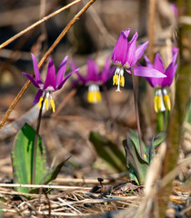 purple crocus flowers