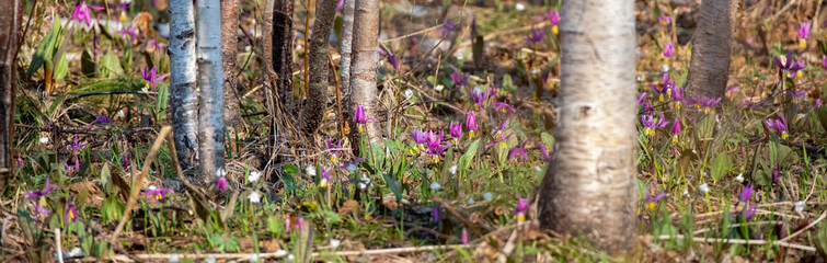 a lot of colorful flowers