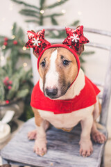 Cane con vestito natalizio