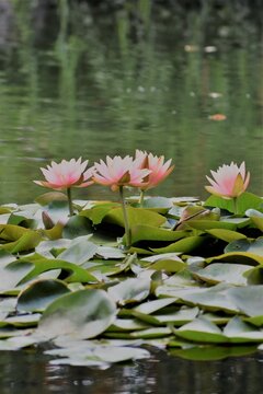 Pink Water Lilies On September 18, 2020, In San Marino, California. 