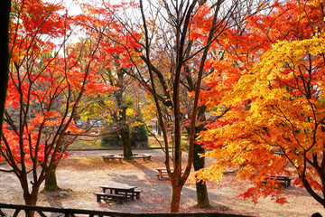 岐阜公園-秋の風景
