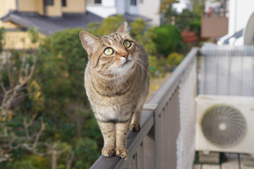 見つめるキジトラ