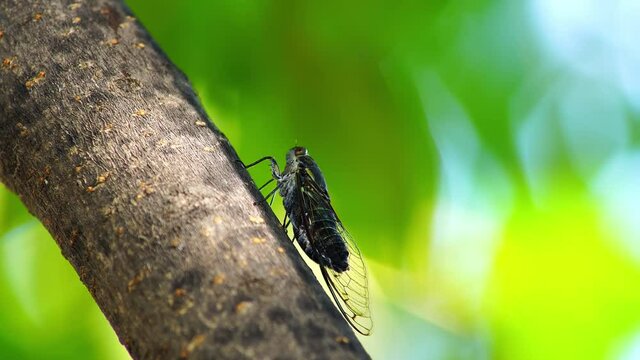 A black cicade perching on a tree trunk in summer