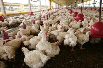 eunapolis, bahia, brazil - october 23, 2009: Chicken rearing on a farm farm in the city of...
