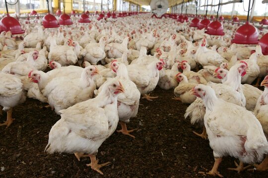 eunapolis, bahia, brazil - october 23, 2009: Chicken rearing on a farm farm in the city of Eunapolis.