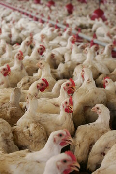 eunapolis, bahia, brazil - october 23, 2009: Chicken rearing on a farm farm in the city of Eunapolis.