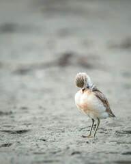 New Zealand Dotterel preening. Northern subspecies. Vertical format.