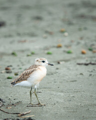 New Zealand Dotterel in the wind. Northern subspecies juvenile. Vertical format.