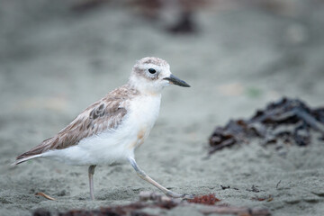 New Zealand Dotterel. Northern subspecies juvenile. Wenderholm Regional Park, Auckland.