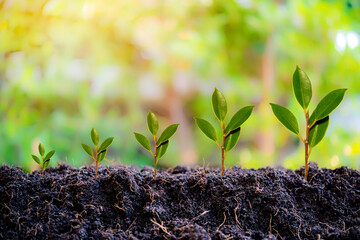 Small trees of different sizes growing on green background concept