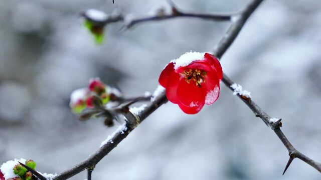 Red plum blossoms stand on the branches in winter