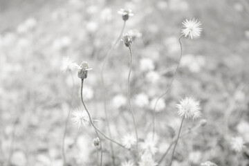 White nature background in vintage style for graphic design or wallpaper