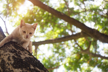 Naklejka na ściany i meble The cute kitten is stuck on the tree, waiting for help from the rescue team.
