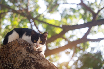 The cute kitten is stuck on the tree, waiting for help from the rescue team.