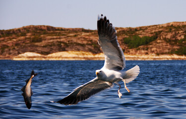 Seagull in flight