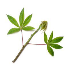Obraz premium young cassava or manihot plant foliage, also known as manioc, yuca or brazillian arrowroot, root vegetable plant isolated on white background