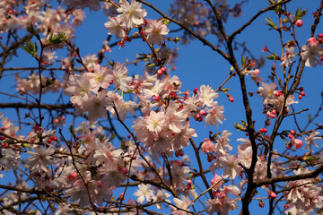 平野神社の十月桜