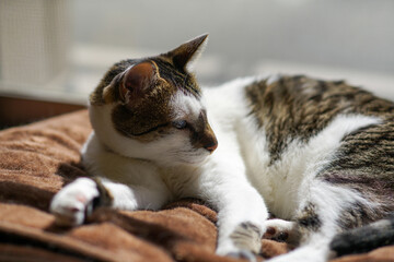 窓際で日向ぼっこしている猫