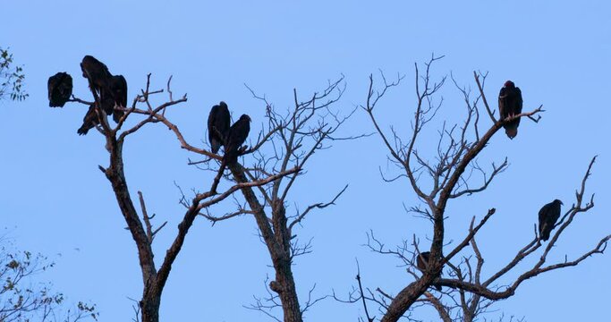 Nine Turkey Vultures Hang Out In Bare Trees