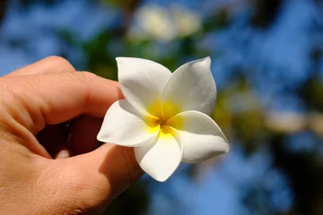 Zelfklevend Fotobehang Nicaragua Ometepe Island - Frangipani Plumeria Flower in hand © Marko