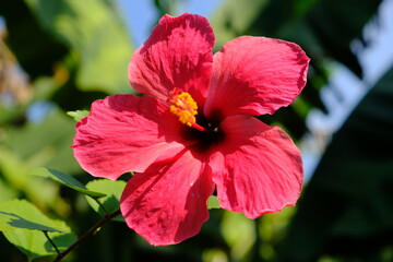 Nicaragua Ometepe Island - Hibiscus - Cina rose - Hibiscus rosa-sinensis