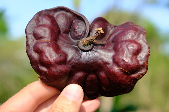 Nicaragua Ometepe Island - Elephant-ear shape seedpods - guanacaste - caro caro - Enterolobium cyclocarpum