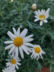 daisies in a garden