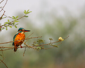 The common Kingfisher.