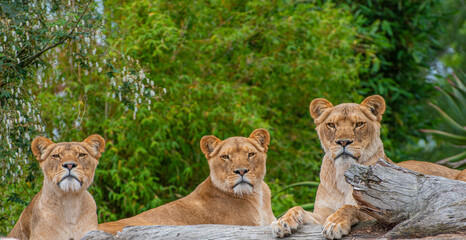 lion and lioness