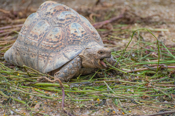 leopard tortoise