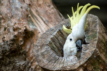 sulfur-crested cockatoo © Khanh