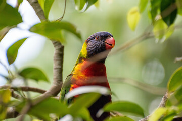 rainbow lorikeet on branch