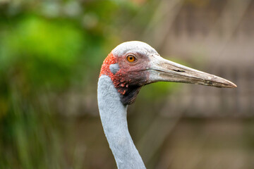 brolga