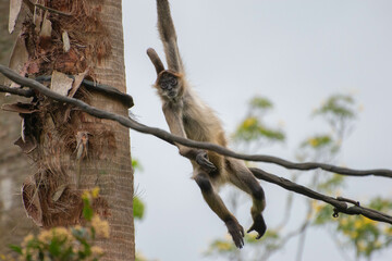 spider monkey