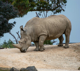 Obraz premium rhino in zoo