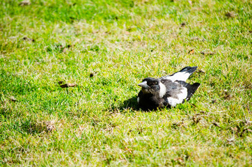 Australian magpie bird sitting on the green grass.